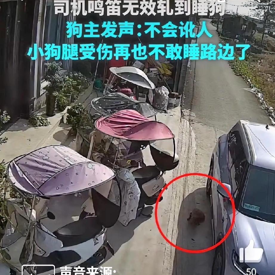 鸣笛无效轧伤幼犬，离去的不仅是车辆更是责任
 
“两个月大的小狗睡在路边，司机鸣