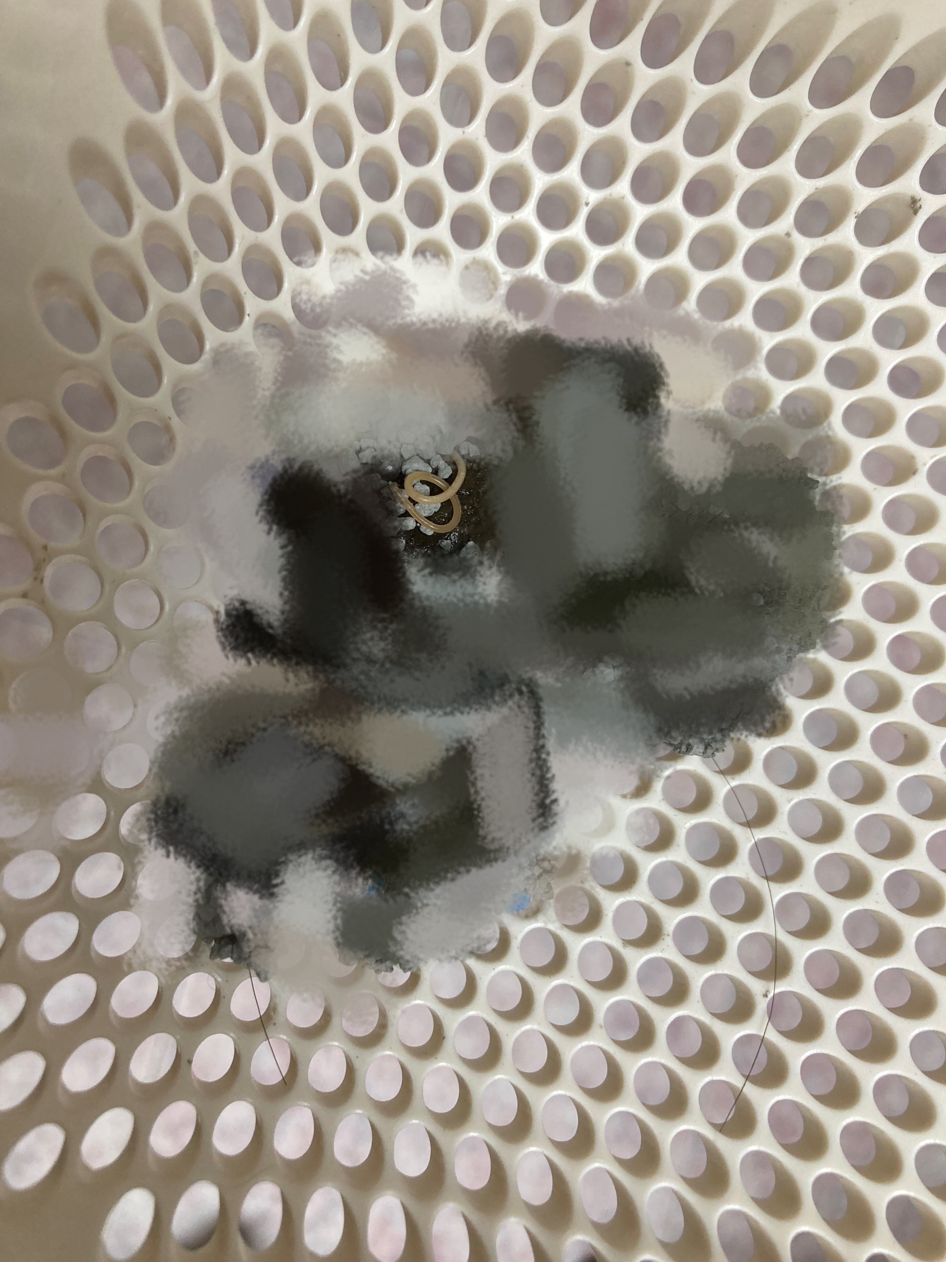 【猫的排泄物注意】这是绦虫吗……好像排出来了 