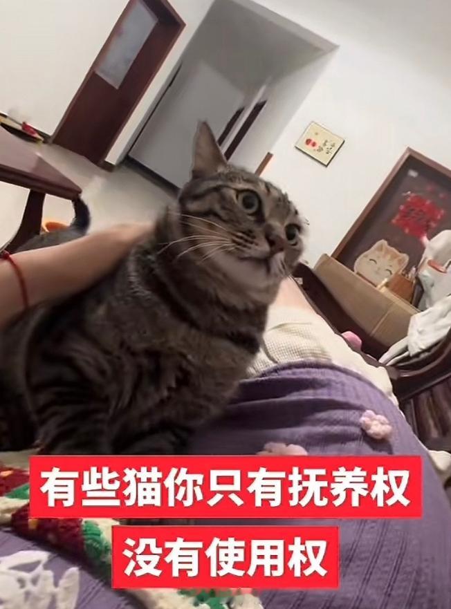 有些猫你只有抚养权没有使用权[喵喵] ​​​