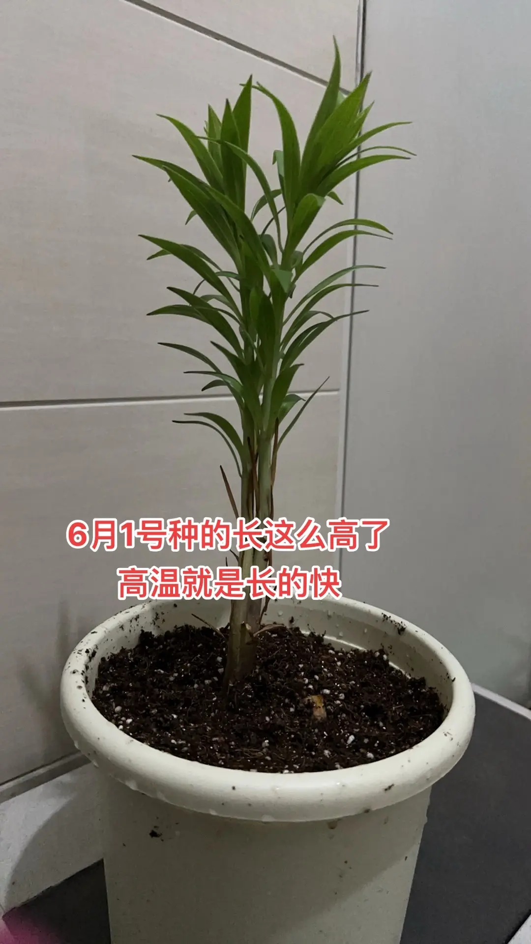 新手夏天高温种百合，我先替家人们踩一下坑，哈哈哈哈哈