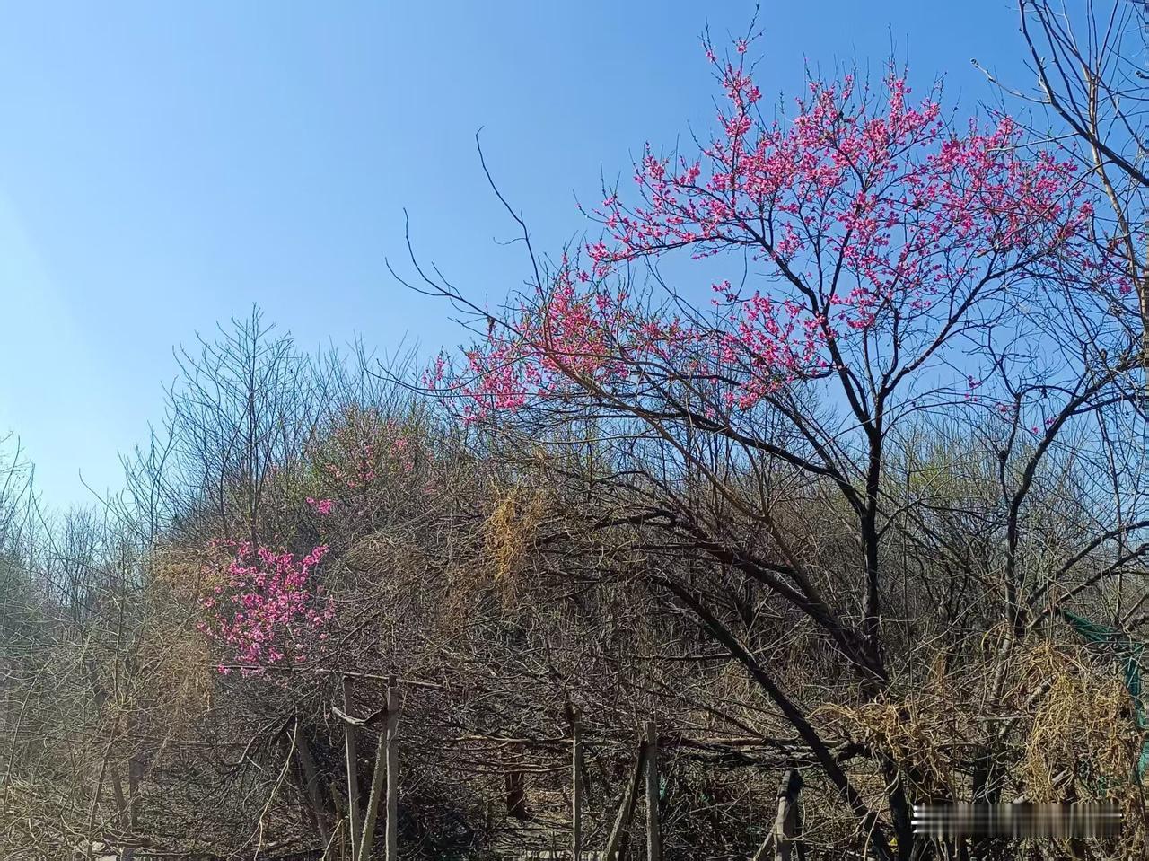 梁东方
今年春天，村子里毫不吝惜地砍伐了村外几乎所有的护道树，包括那些因为过分粗