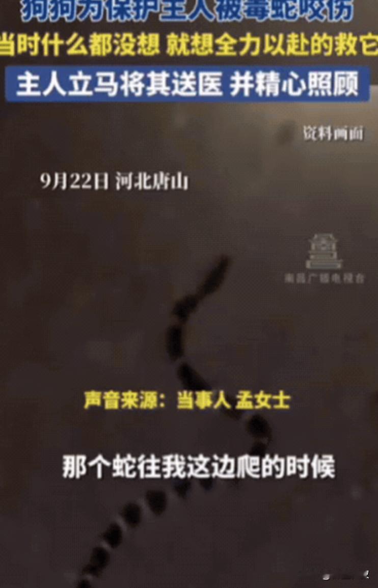 “太有灵性了！”河北唐山，女子正在休息时，狗狗突然狂叫不止，她起初还以为狗狗捣蛋