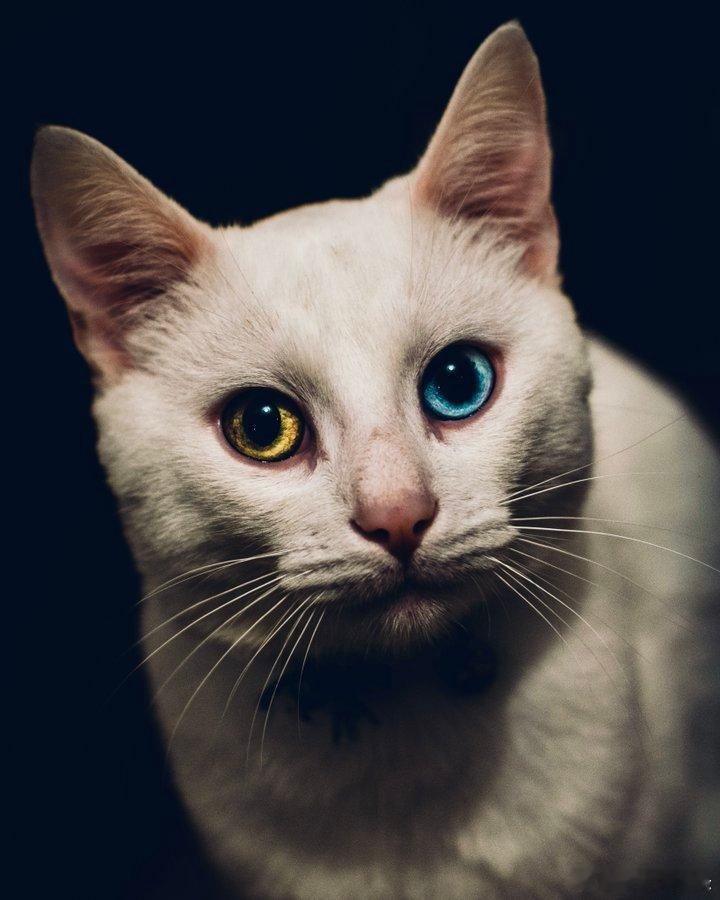 🐱 今天给你介绍一位猫界的皇家贵族——泰国御猫，江湖外号钻石眼猫。这货原产于泰