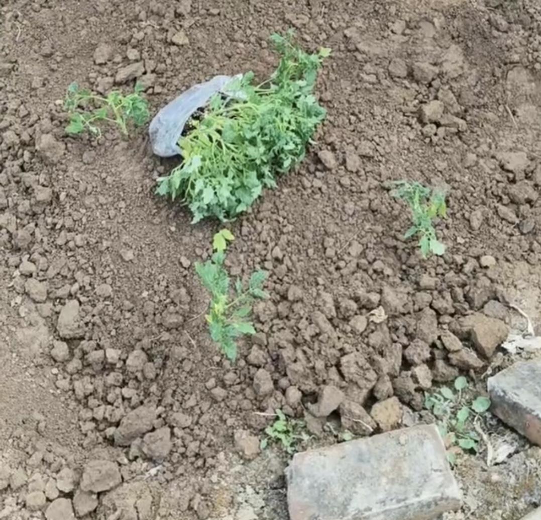 这么多年怎么回事呢，土啊