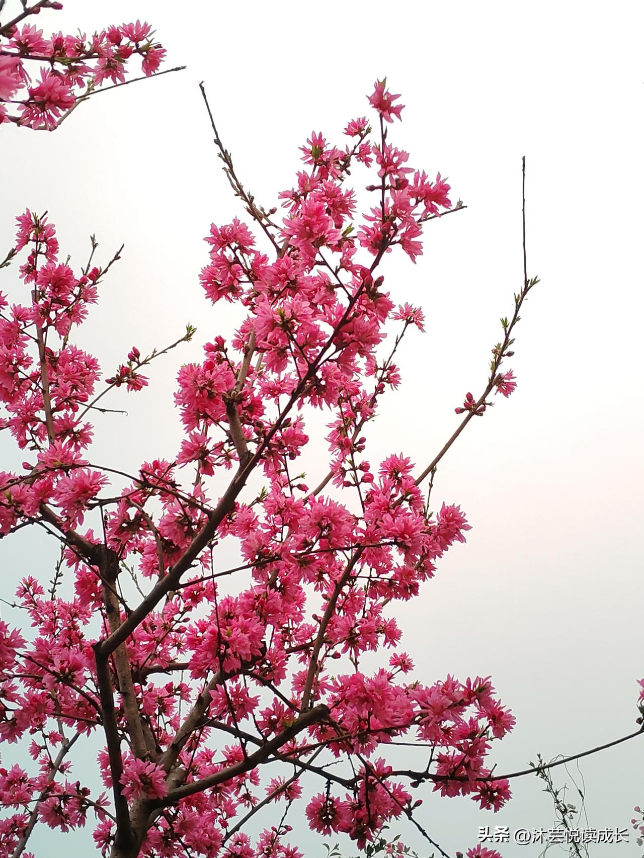 吃完晚饭，没在家看电视，直接溜达到了小桃园。本来只想随便走走，结果被夜色里的桃花