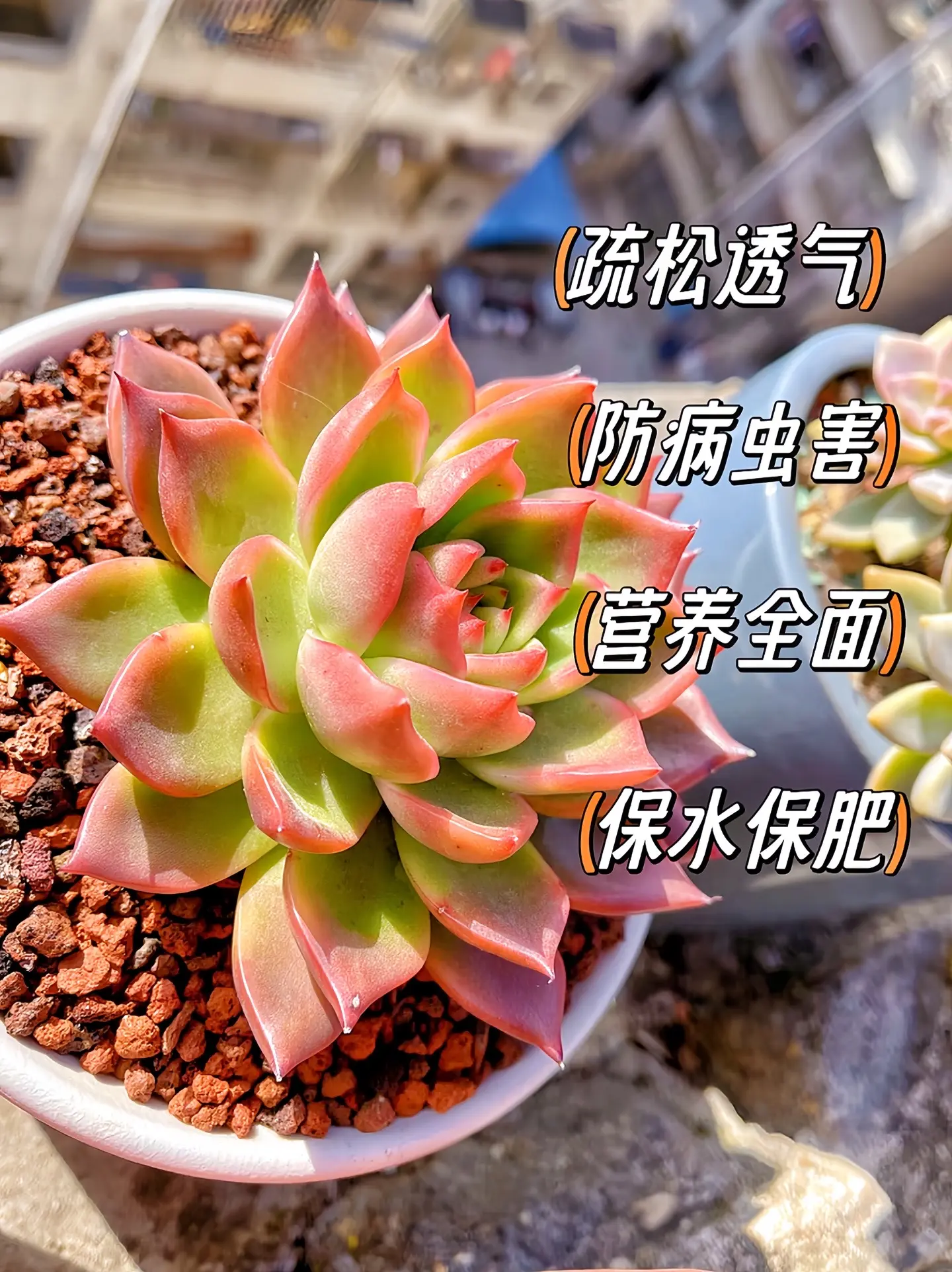 哥哥们，性价比超高的一款天然火山石底砂，鱼缸缸底一定要铺入大量的火山石...