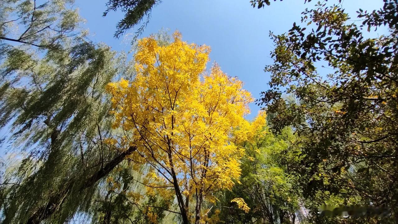 现在已经进入到一个深秋的时节。
虽然深秋，但是太原这座古老的城市，仍然是花团锦簇