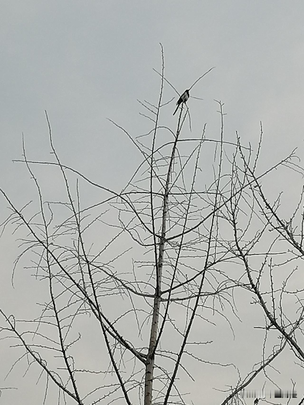 喜上枝头！

喜鹊的本事可不小，能够站在高高的树梢之上！一般而言，看到这样的景象