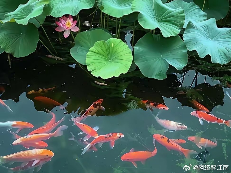 荷韵一池翠影漾清风，粉蕊凝香立水中。淡去尘嚣藏雅韵，亭亭不染自玲珑。江南拍荷荷花