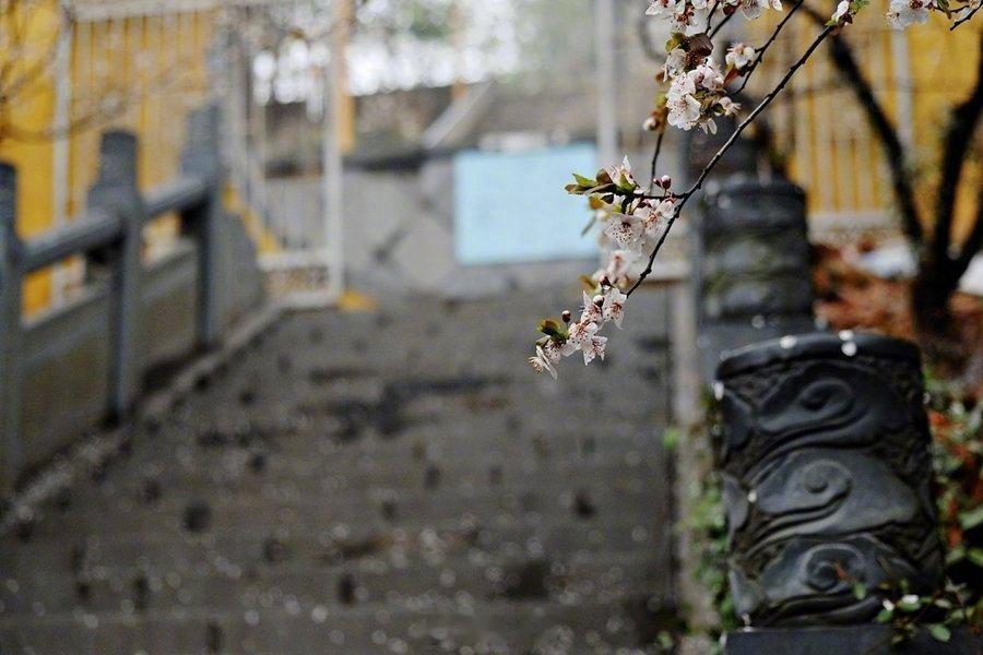 生命中那些得不到的、握不住的，都要学会放下。
一念放下，万般自在。风起时，笑看落