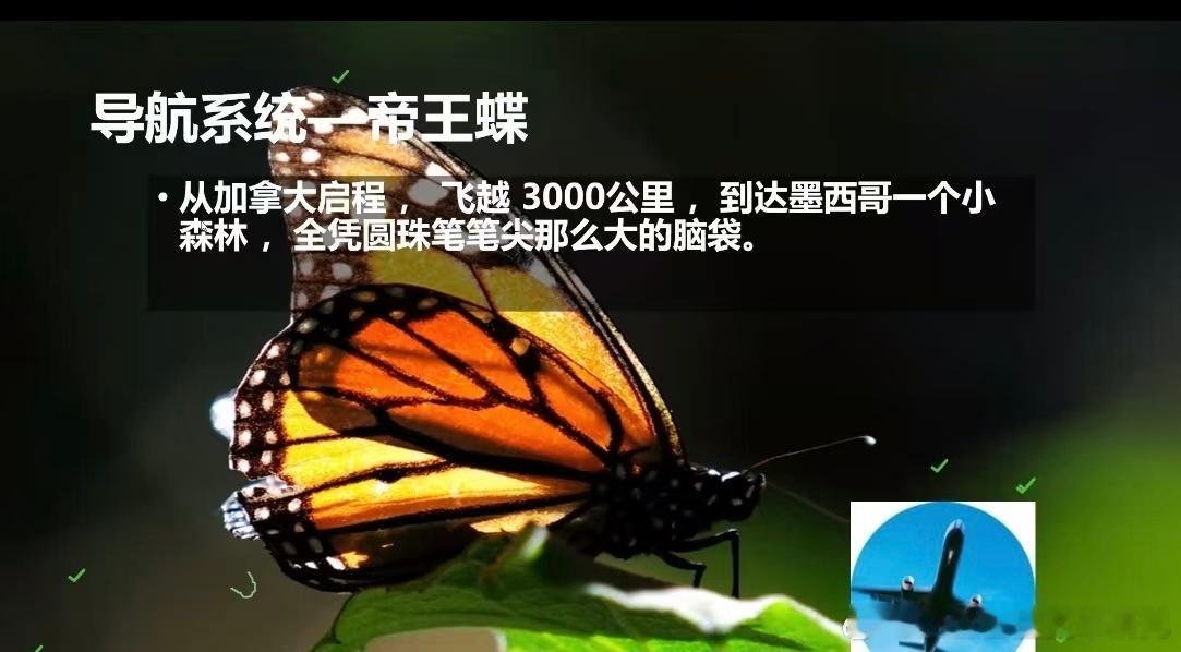 很多人终其一生都没走出超过3000公里的地方。帝王蝶，也叫黑脉金斑蝶，绝对是自然