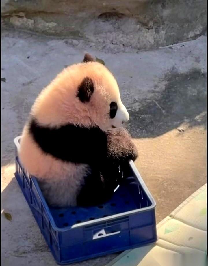 给了它一片新天地，它却转身，一头扎进了自己的小破筐。
像不像你，像不像我？
动物