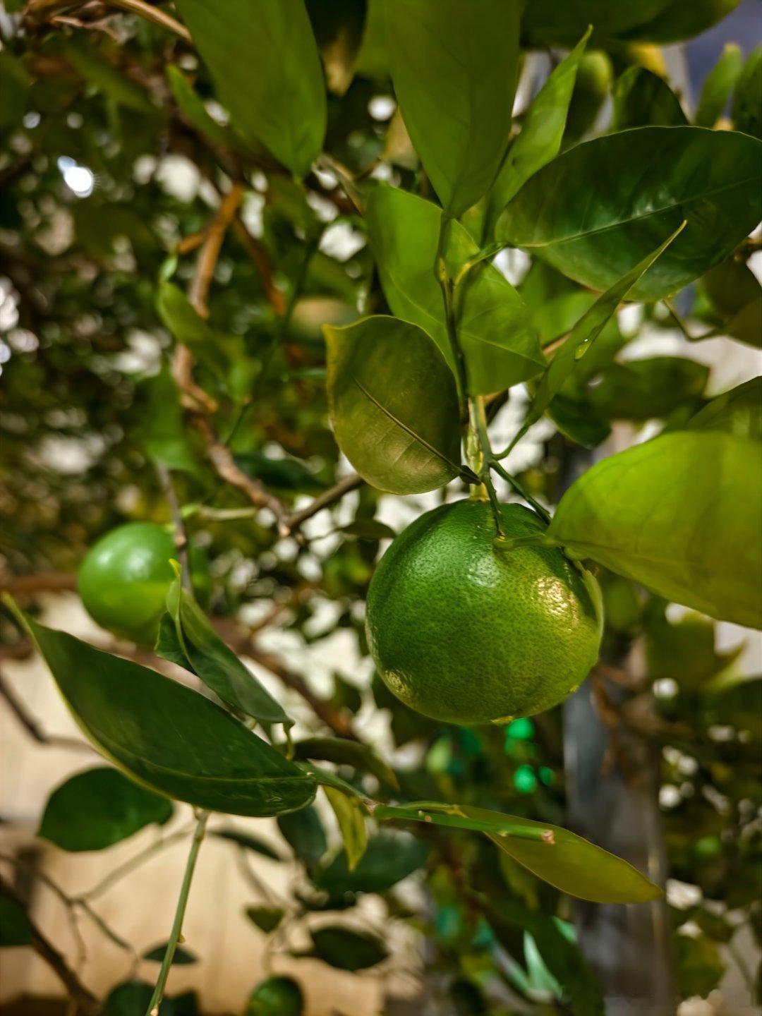 小区的树即将拿到大结果 