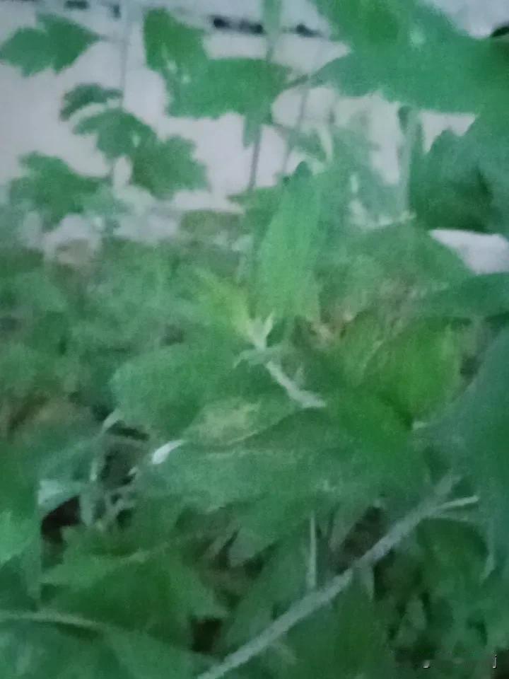 端午节挂艾草可不只是“老一辈迷信”。这背后有三层原因。
首先，农历五月对应公历6