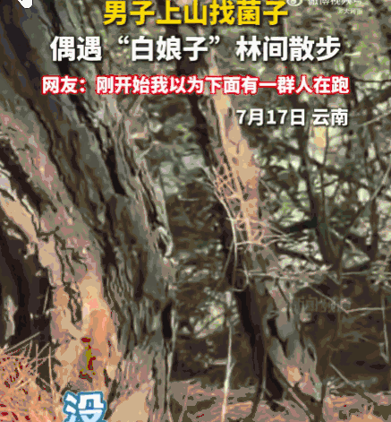 防不胜防！云南，一男子正低头在林中专心寻找菌子。猛一抬头，整个人瞬间石化！前方不
