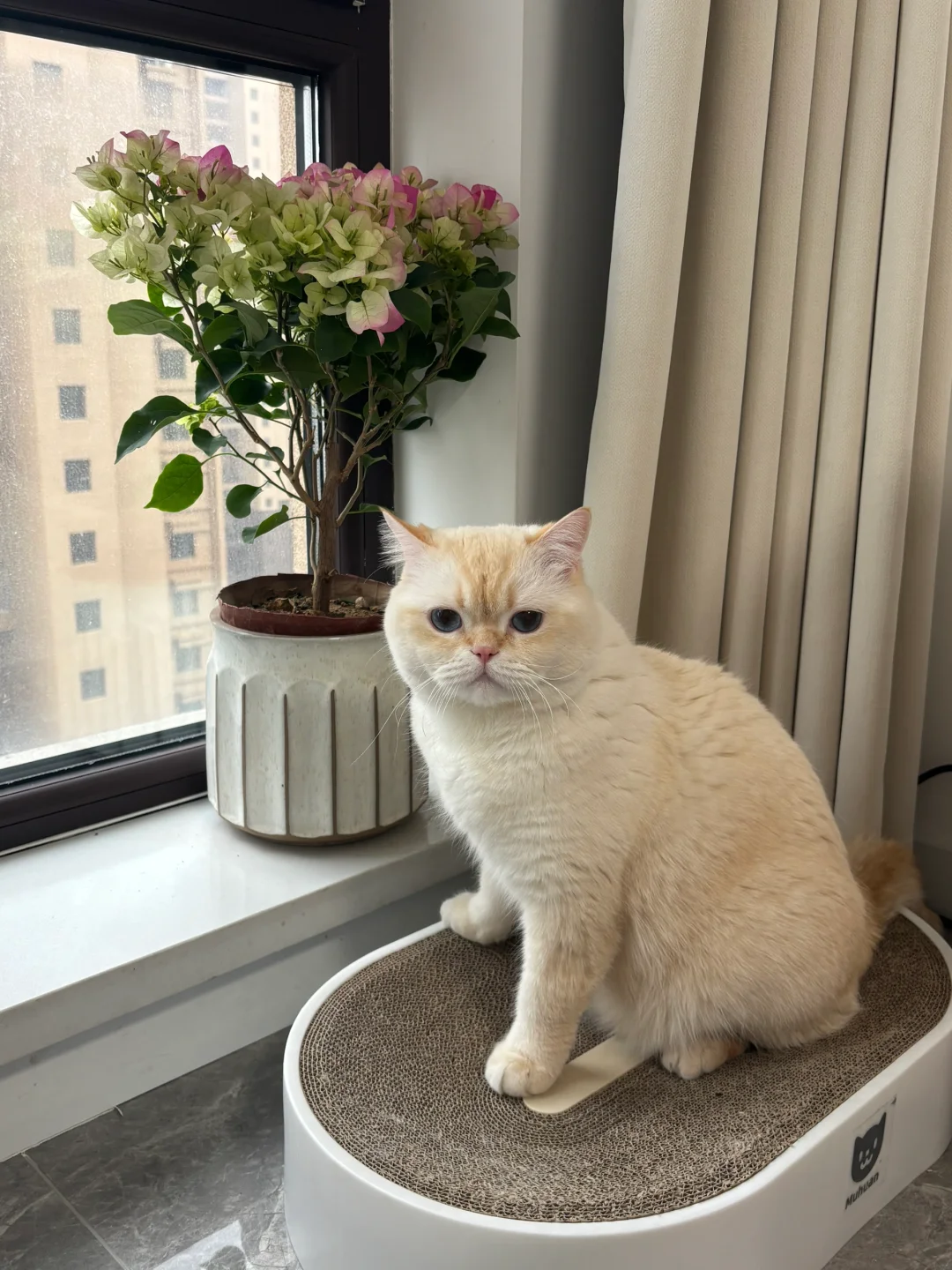 赌失败了，小猫的嘴怎么这么欠