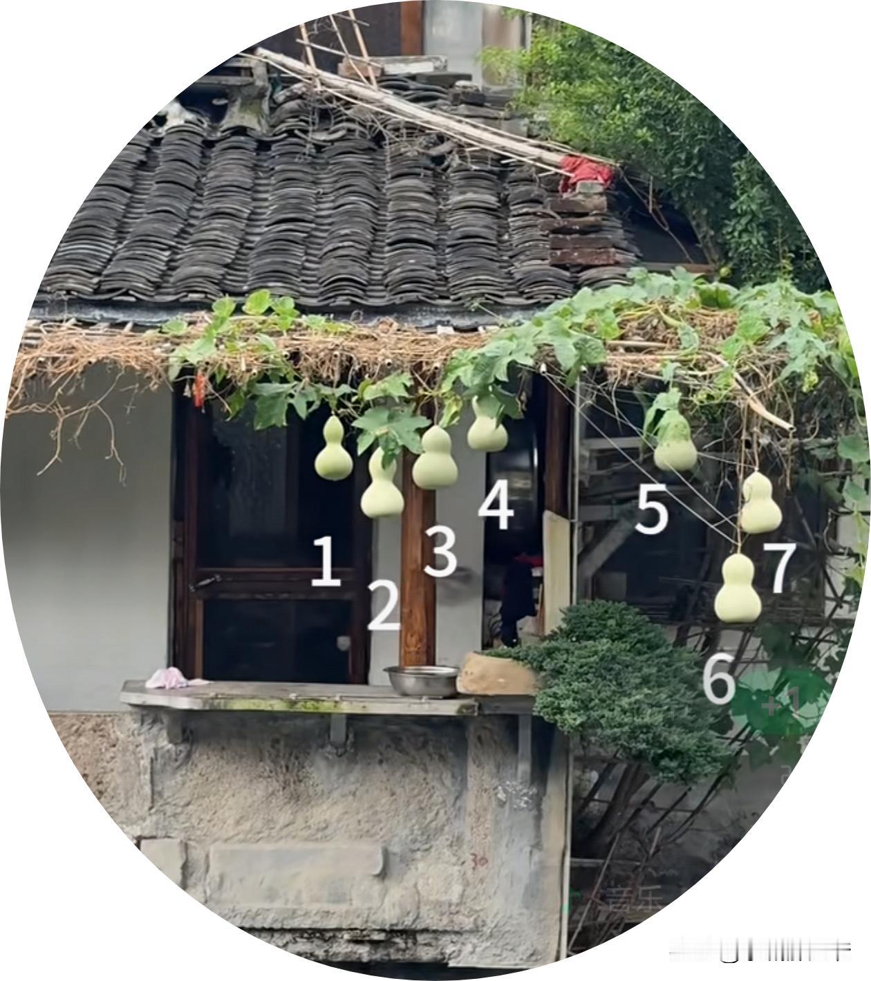 这是现实版的“七个葫芦娃和爷爷”。在绍兴的鲁迅故居附近的一所民居里养出来一根藤7