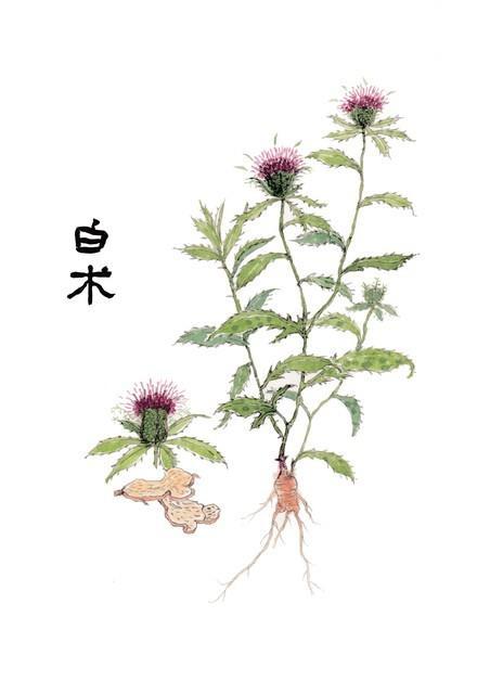 被哄抢的白术，究竟是个啥东西？
白术是中医常用的健脾药物，具有健脾益气、燥湿利尿