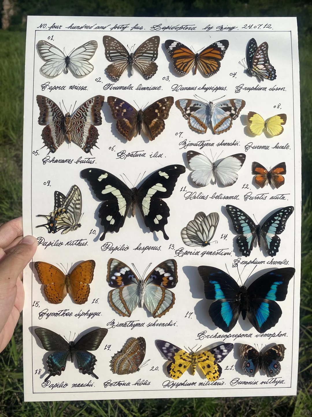 复刻很久之前做的一幅蝴蝶标本图鉴
