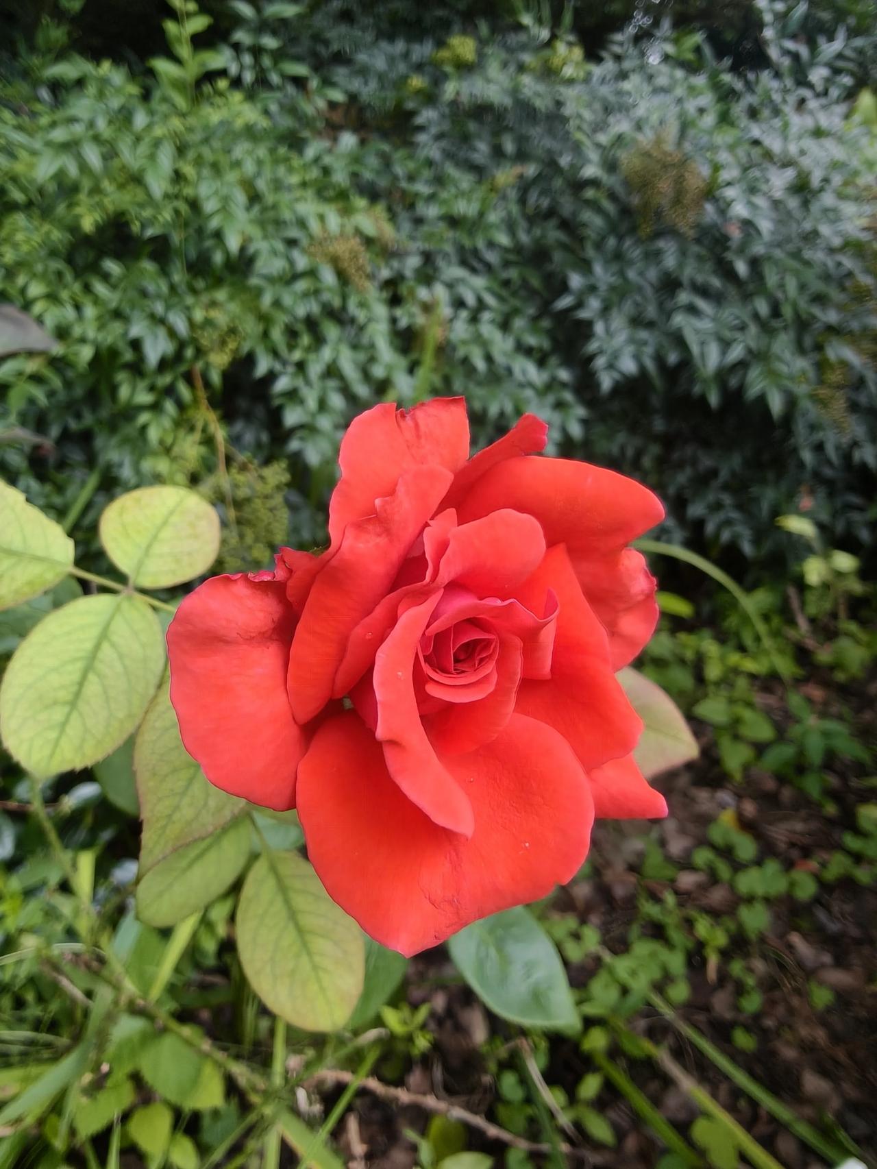 夏日花草🌿随手拍实景图分享！

公园🌸绿地🌿路边随手拍小花∠※小草🌿