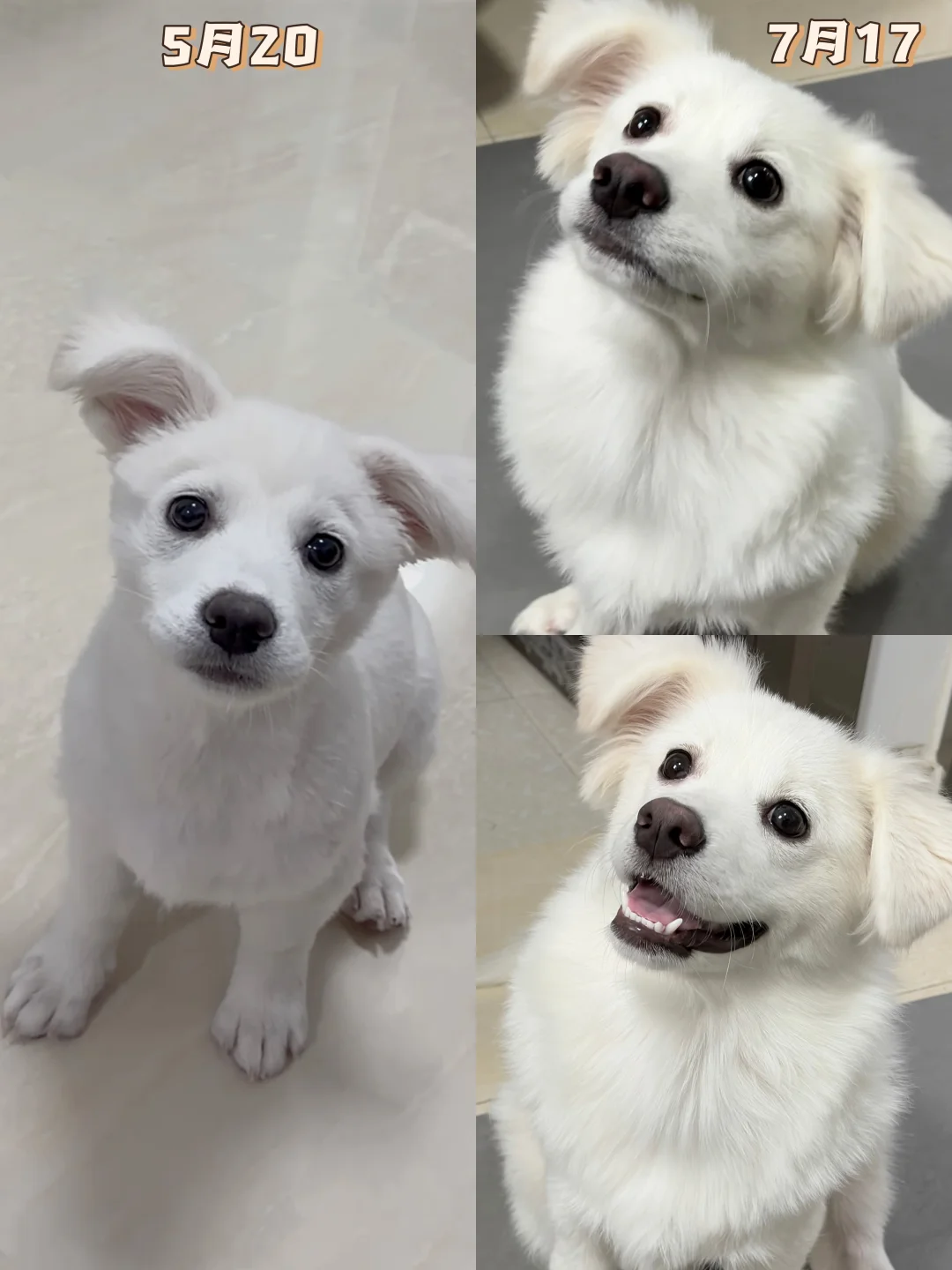 🐶狗狗爆毛期实录心得！