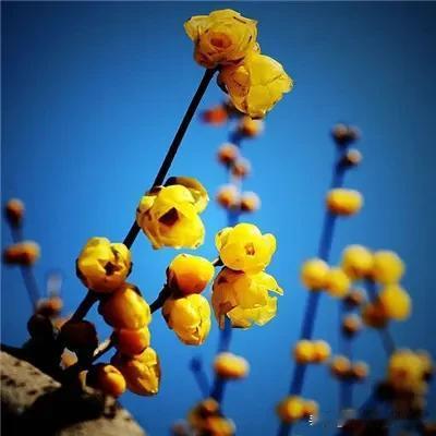 人忙
为钱
人闲
为爱
人为财死
鸟为食亡
一命呜呼