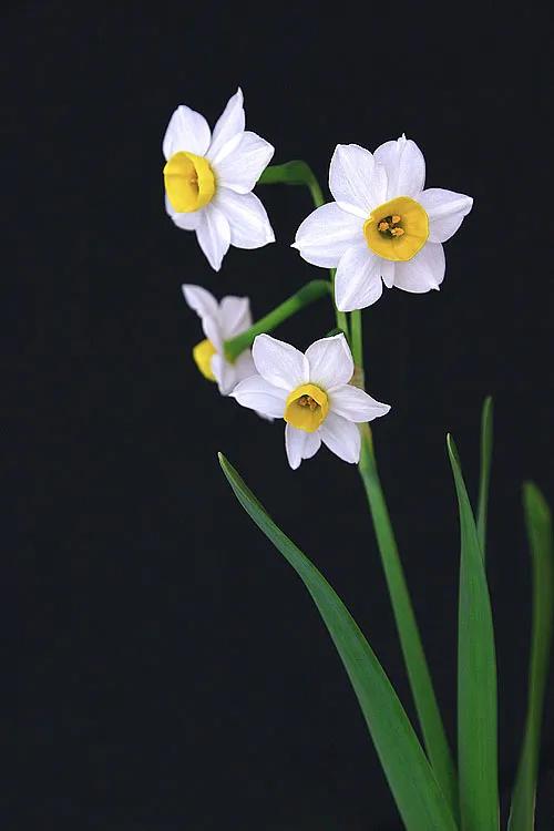 【千钟醉·水仙花】/巅峰酷侠
瑶池素影英娏嫮，
阆苑仙姿澹容婍。
冰凝玉骨，
醉