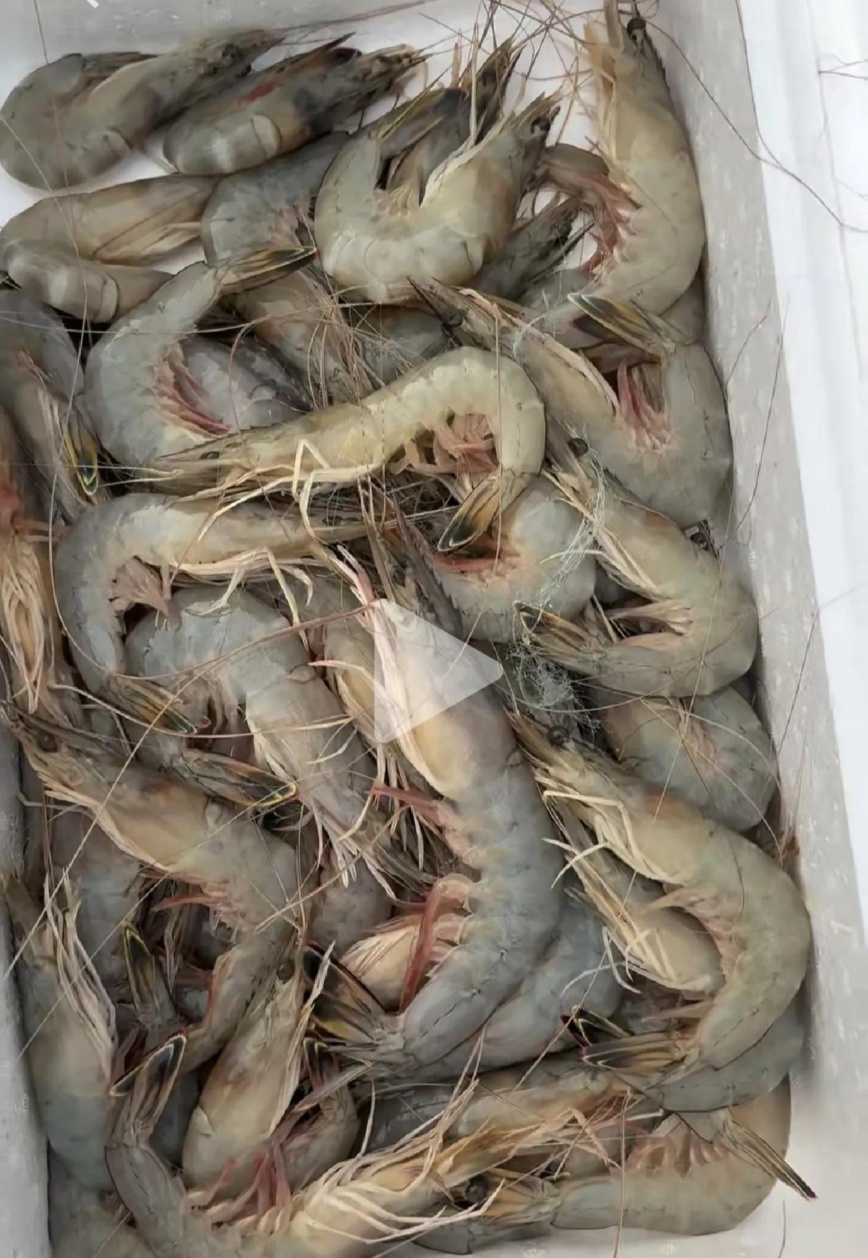 海捕的对虾，九个头的95一斤，掉了头的残虾还八十一斤，这是野生的，味道鲜甜，比养