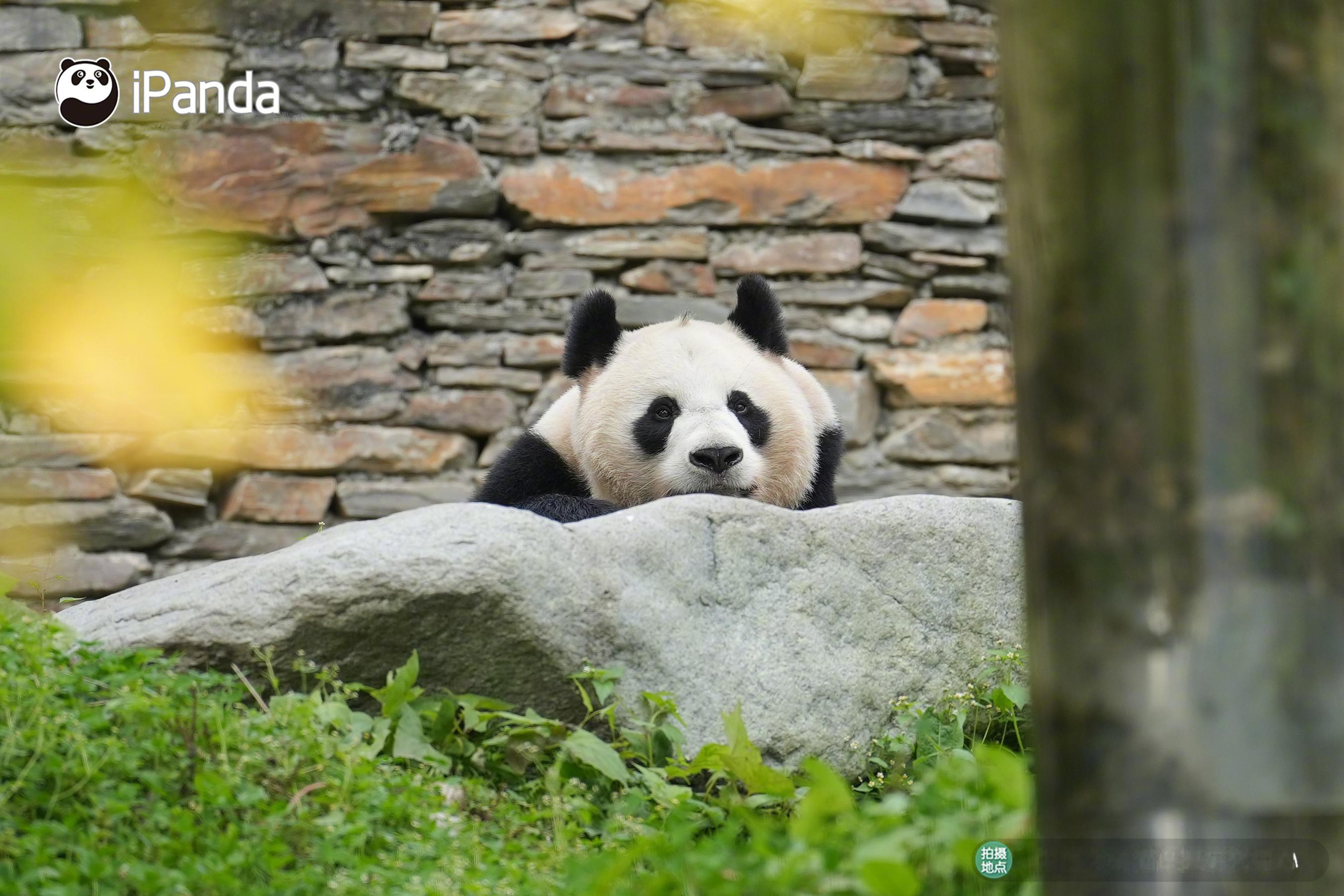 “洋葱头”🧅和秋景好配哦！  