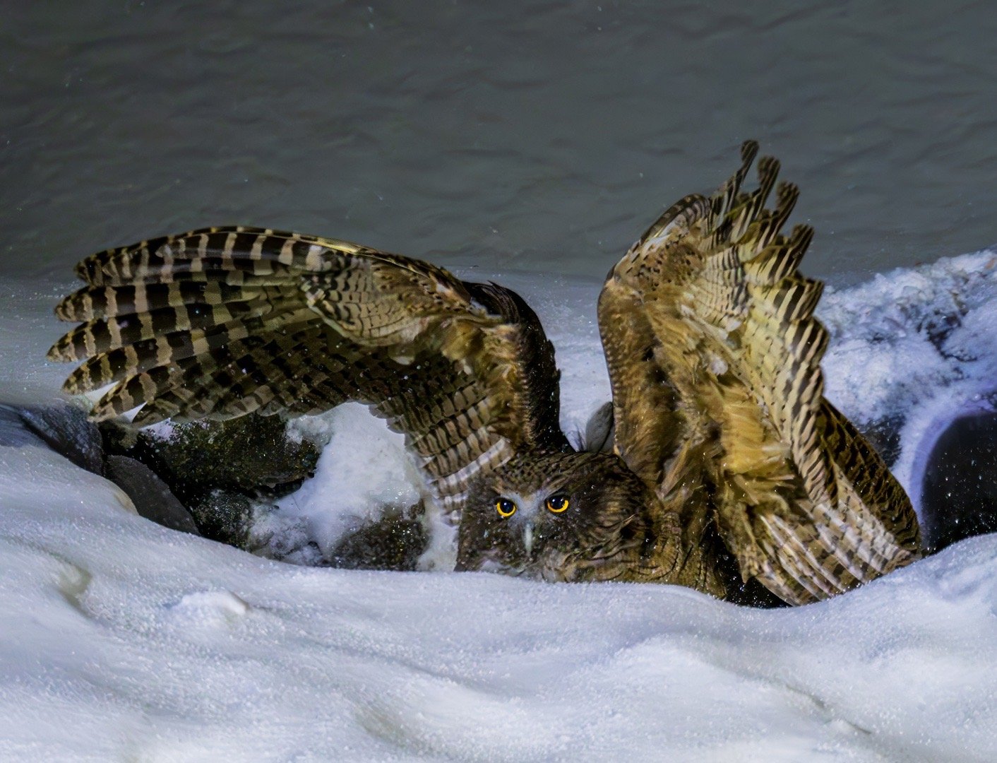 大眼睛，双眼皮。北海道毛腿渔鸮，晚上俯冲抓鱼瞬间。尼康Z9，100-400镜头，