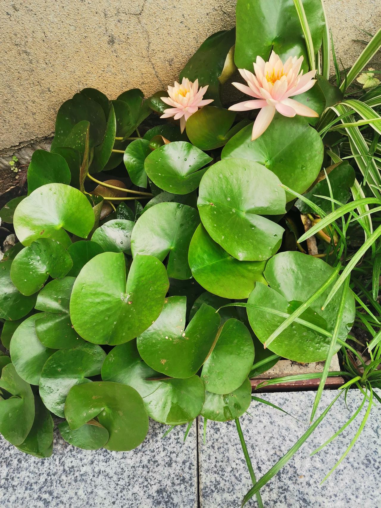 分享相册里最美的花