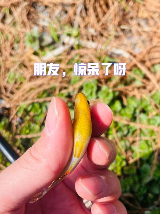 发财了❗️钓到金条🐟