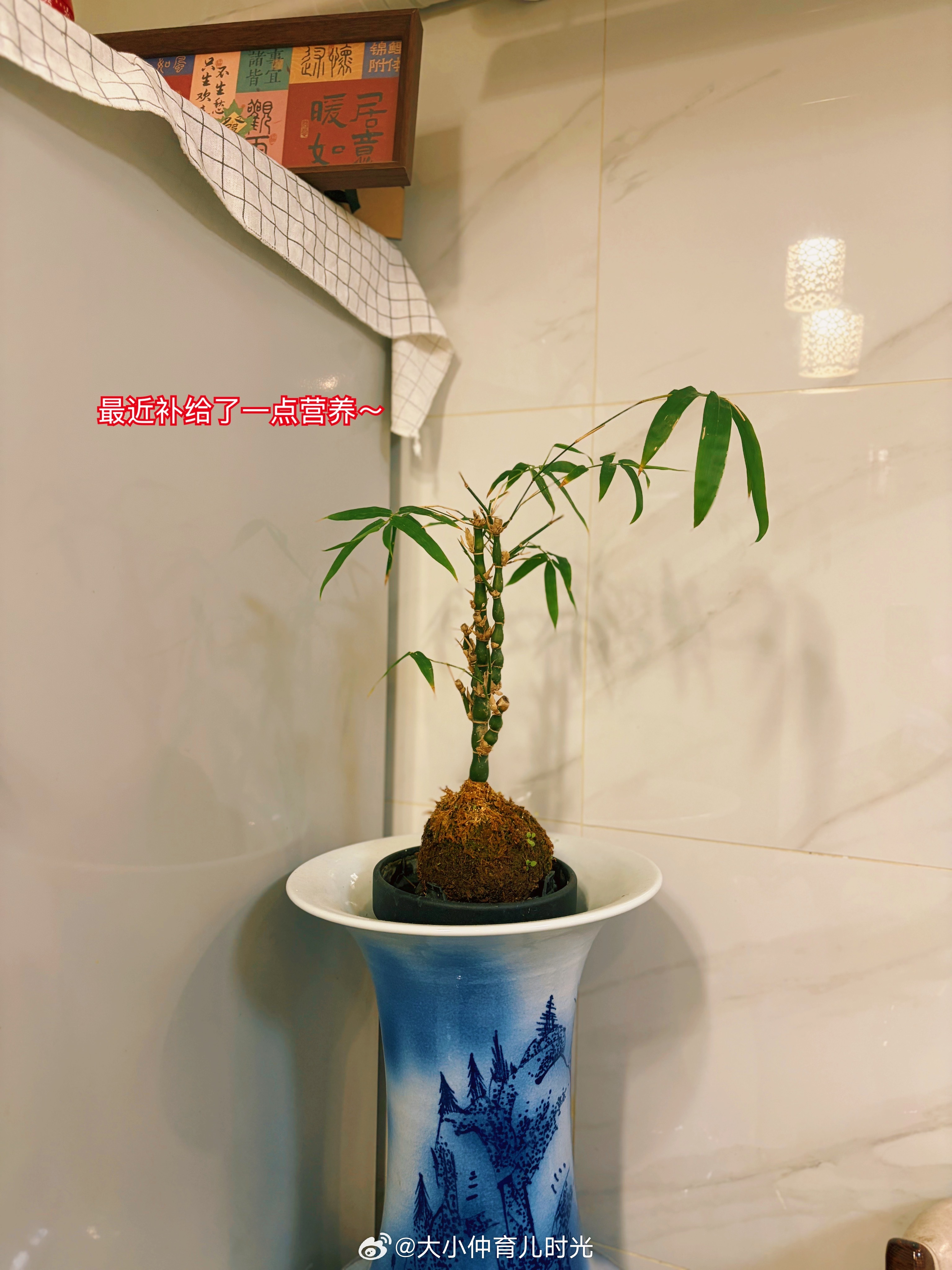 除了梅花，其他三君子，我都养过了。 ​​​