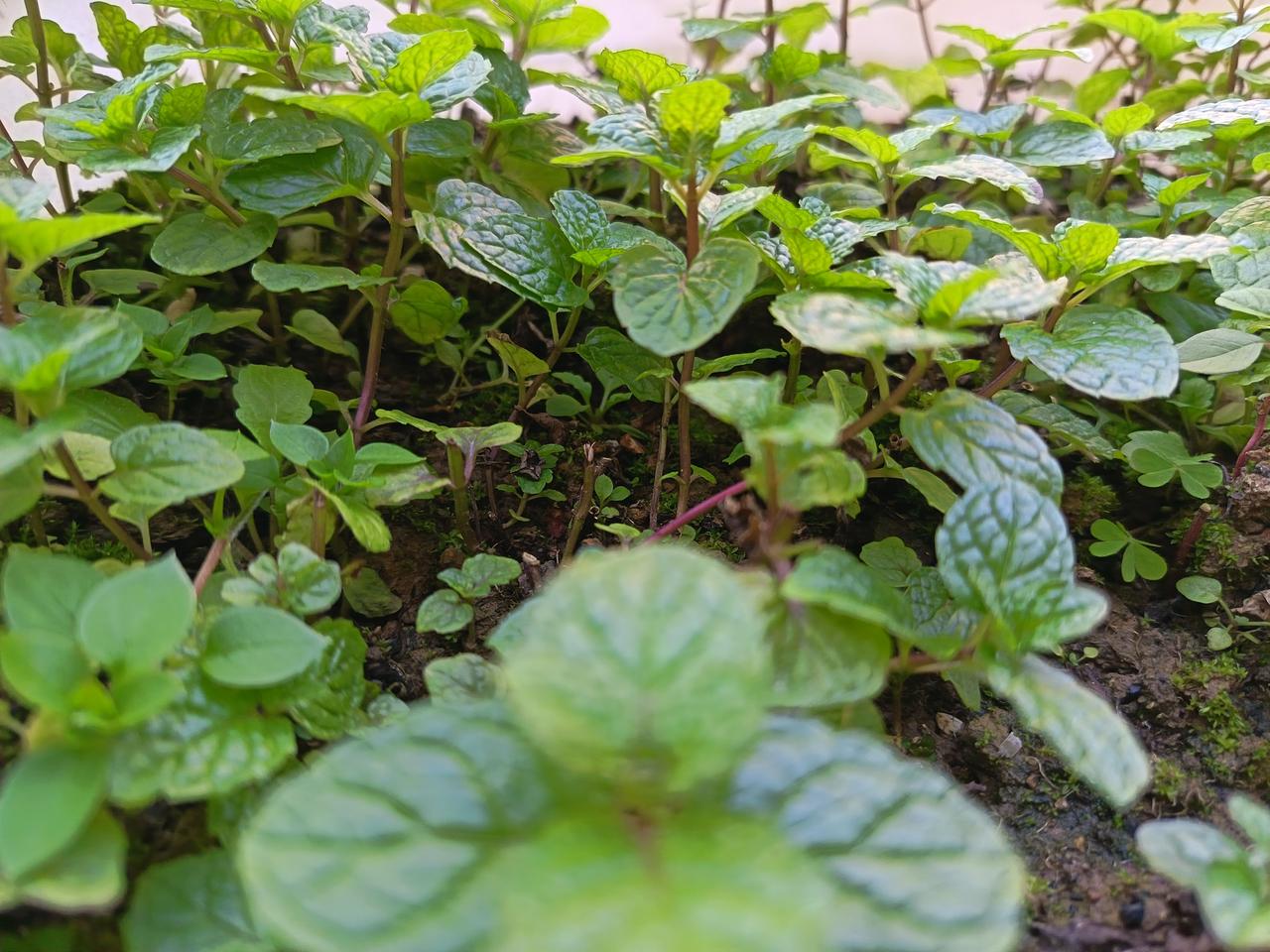 这盆疯长的薄荷可不止是阳台“空调”——捏片叶子搓搓，凉丝丝的香气能窜到天灵盖！