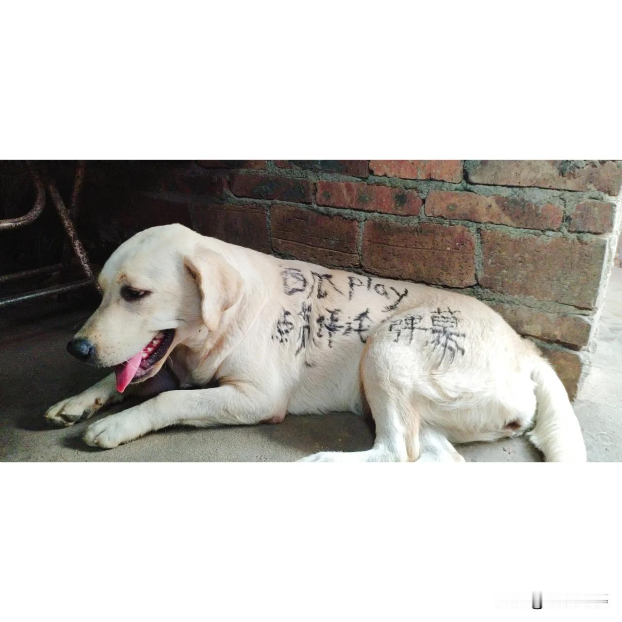 哈喽，小伙伴们，最近阿婆在参加西瓜视频的“西瓜play”打榜比赛，希望大家给阿婆