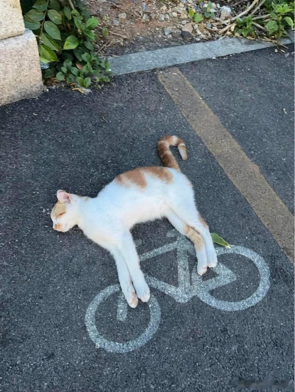 小猫你在干什么[doge] ​​​
