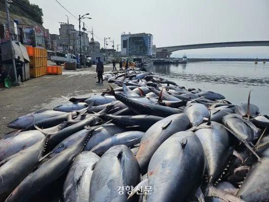 近日，韩国庆尚北道东海岸出现惊人一幕：大量大型金枪鱼被捕捞上岸，然而受配额限制，