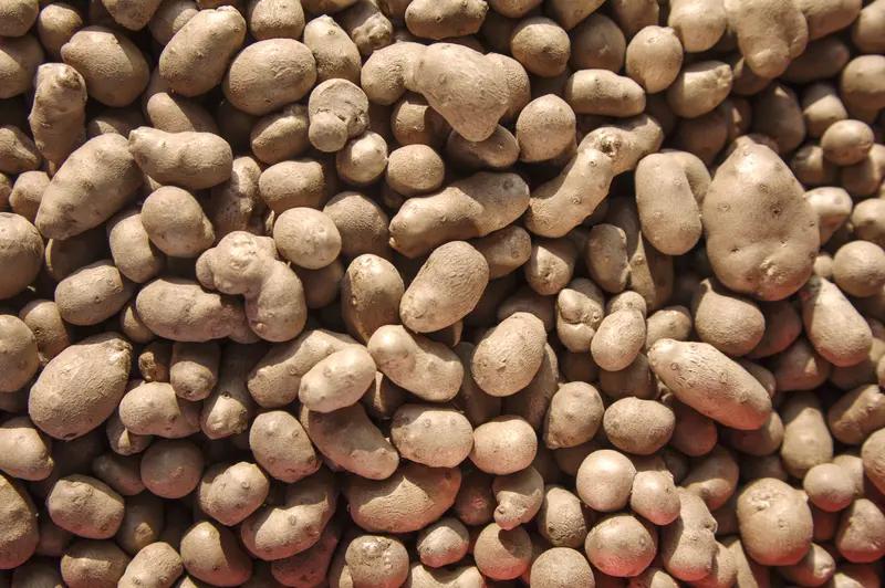 2月10日，男子运一车土豆被认定为“土豆种子”，被陕西一收费站拦下：绿通走不了，