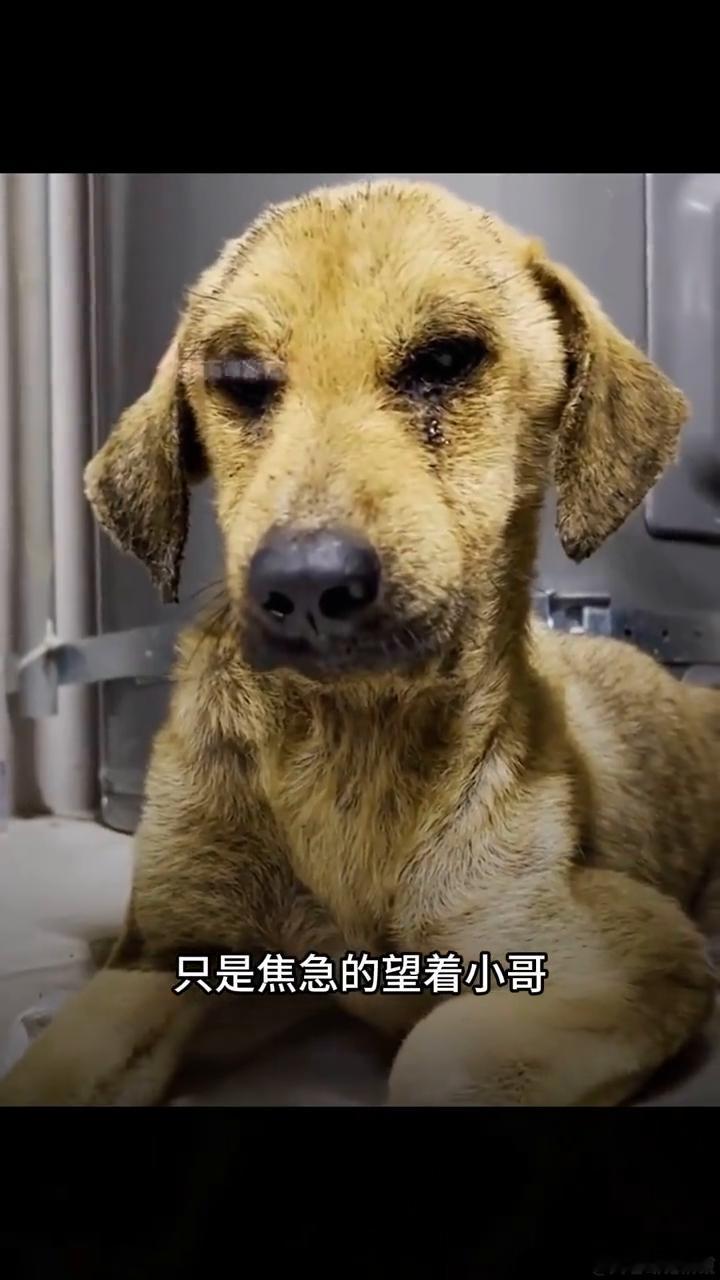 注意看，这是镜头记录下的真实一幕。小哥开车行驶在路上时，突然发现了一只步履踉跄的