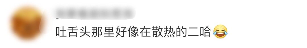 #张凌赫散热的二哈##张凌赫吐舌头像散热的二哈# 网友辣评张凌赫吐舌头像散热的二