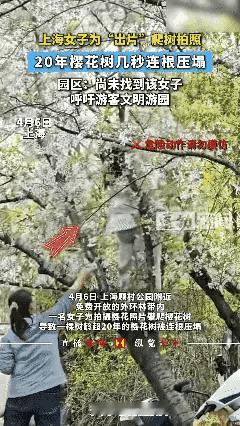 为了拍张樱花照，上海一名女子竟

爬上20年的老树，下一秒直接把树

连根压塌，