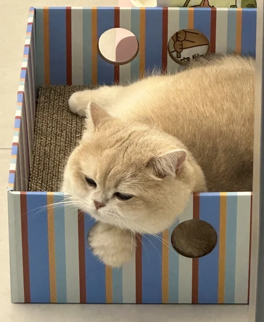 小猫不知道什么是七夕