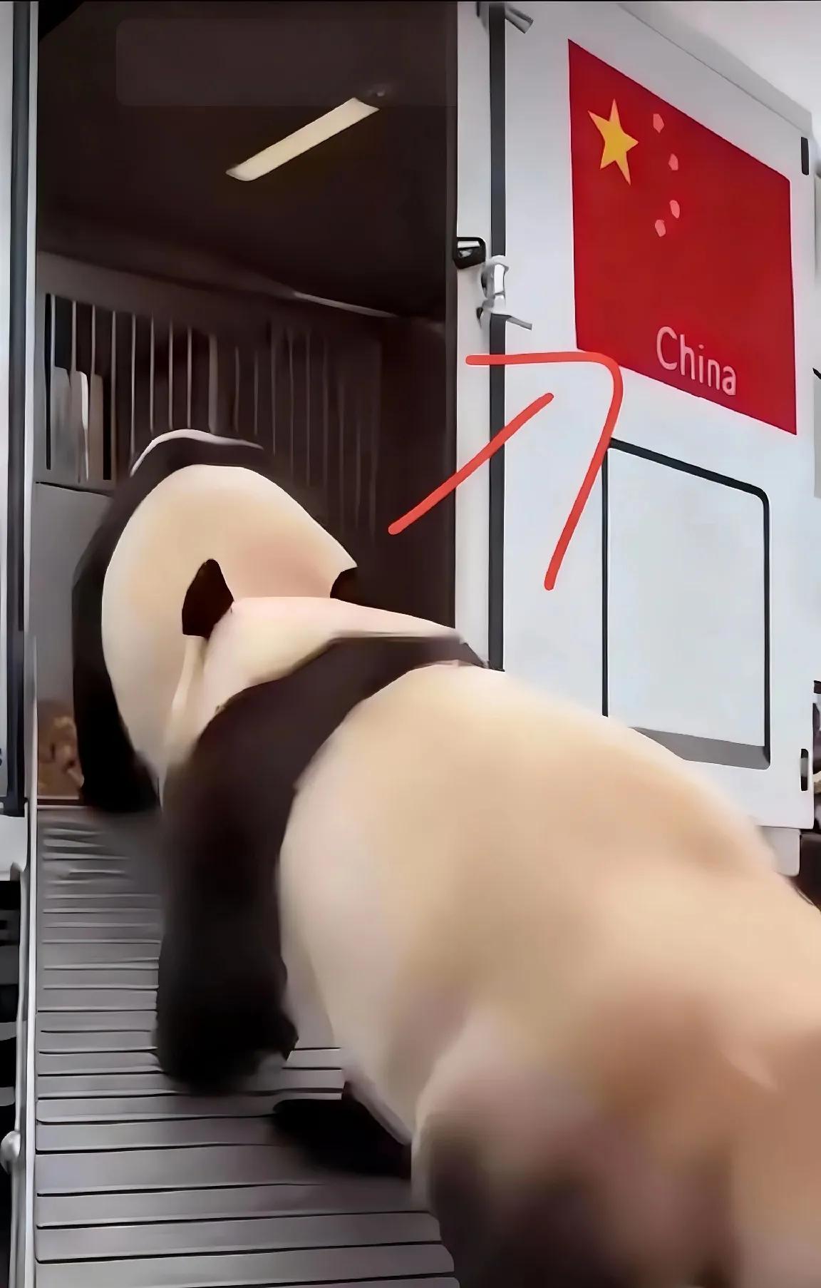 晓晓蕾蕾霸气回国！日本最后两只熊猫头也不回，这才是真海归🐼
 
1月27日重磅