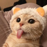 猪墩谈谈娱乐
