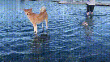 铲屎官：你看人家柴犬在洗脚，而你却在游泳，你丢不丢人？
柯基：...