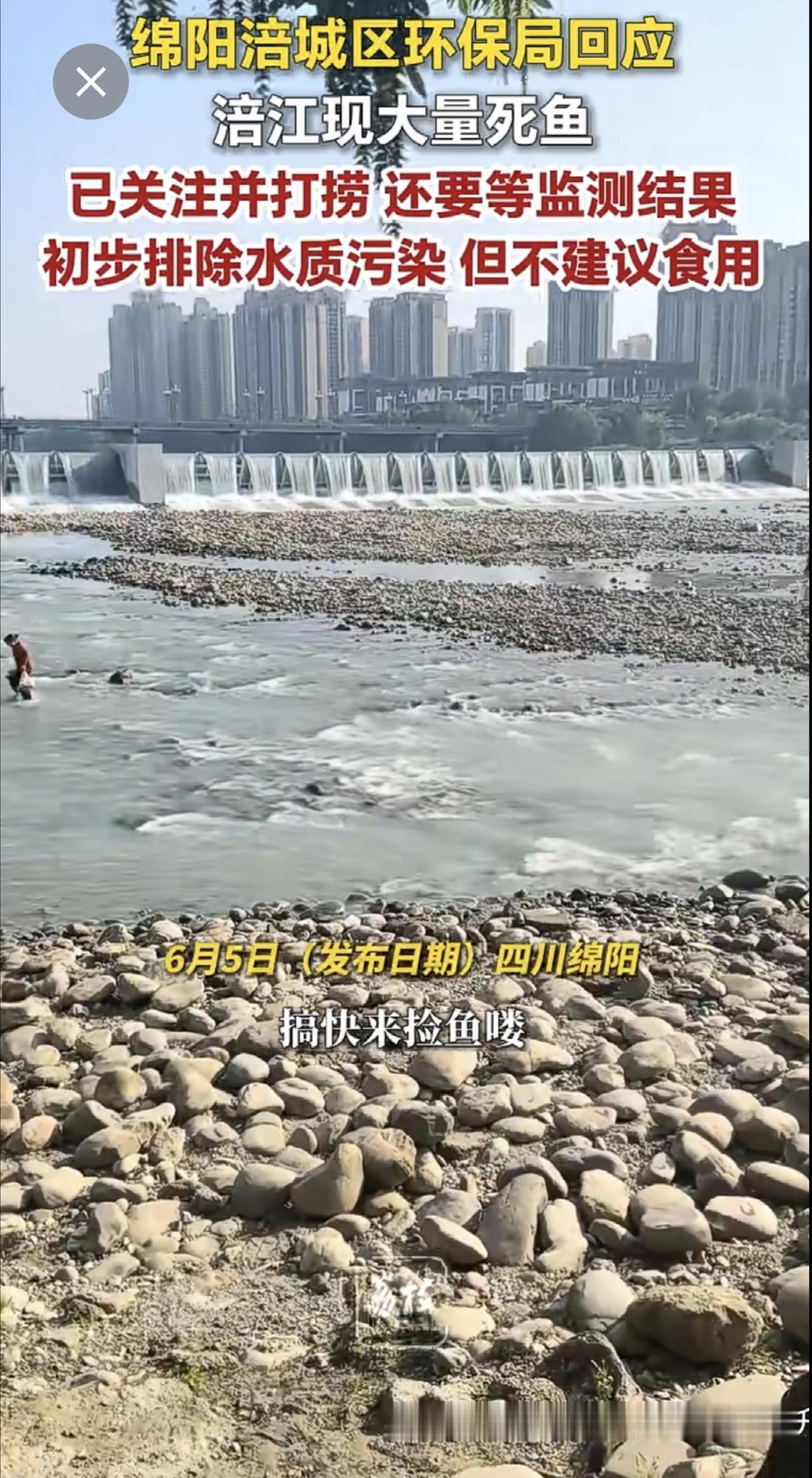 绵阳涪城区环保局回应
涪江现大量死鱼
已关注并打捞 还要等监测结果
初步排除水质
