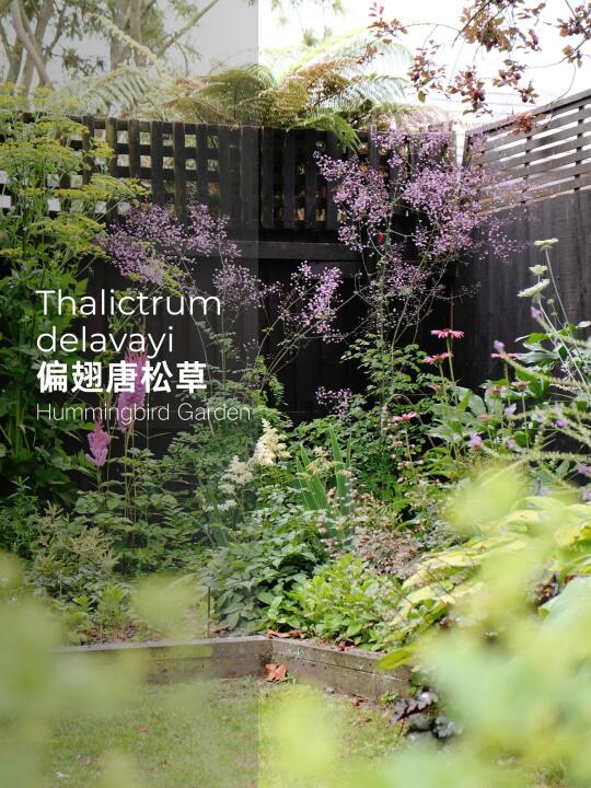 夏季花园耐阴喜湿润紫色竖线条-偏翅唐松草