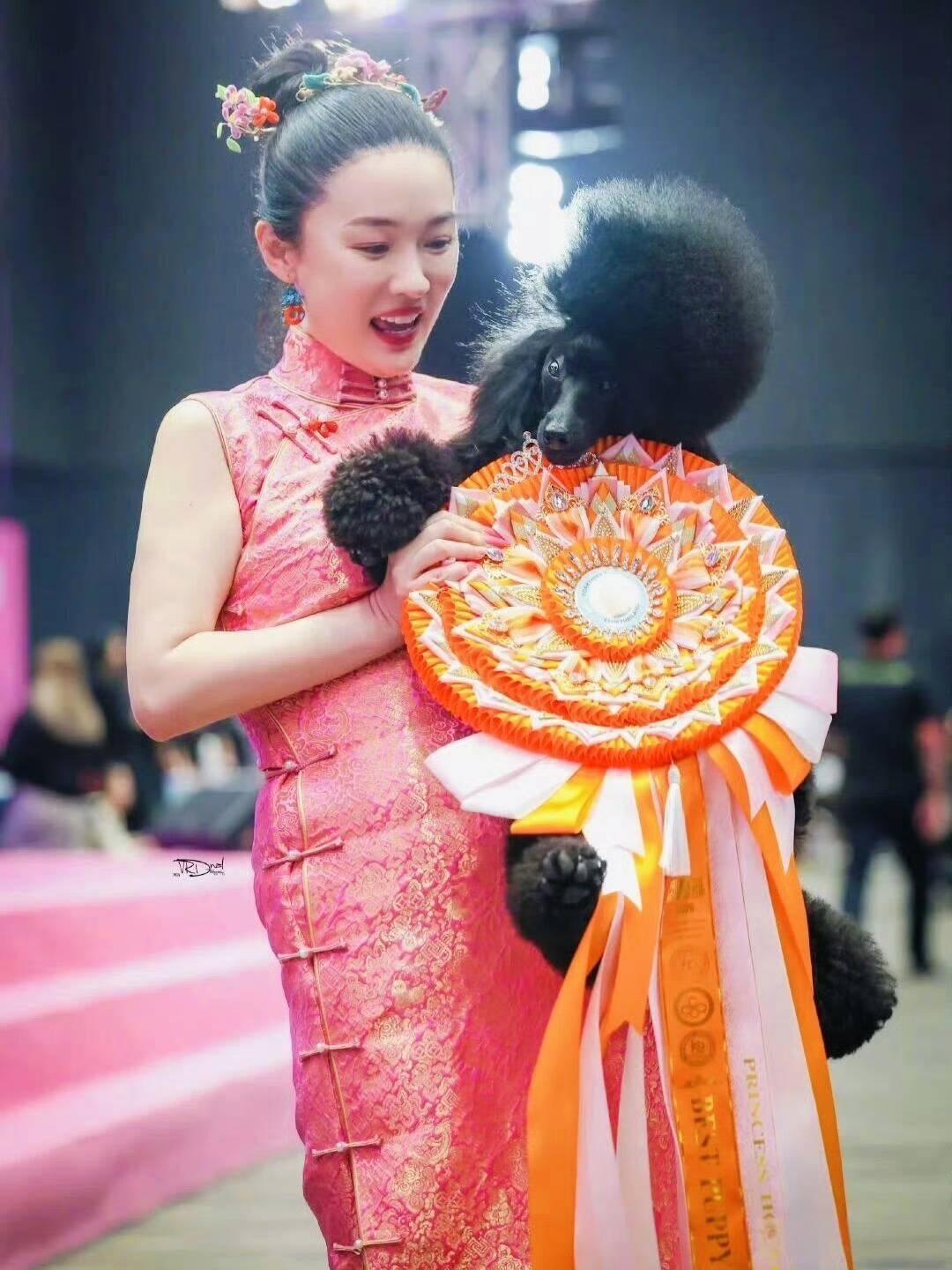 霍思燕的蒙古獒又夺冠了 中国原生犬种终于打破欧美垄断四个月的小獒赛场步态稳健 性