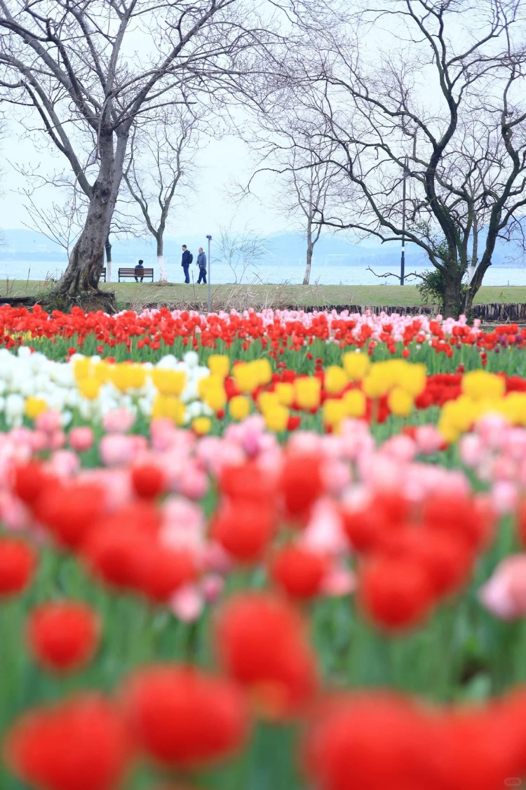接下来武汉除了樱花❗️郁金香也美到失语