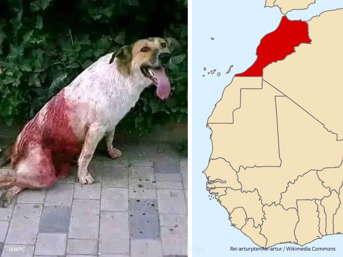 TA：摩洛哥捕杀流浪狗迎接世界杯，每年三十多人死于狂犬病作为2030年世界杯联合